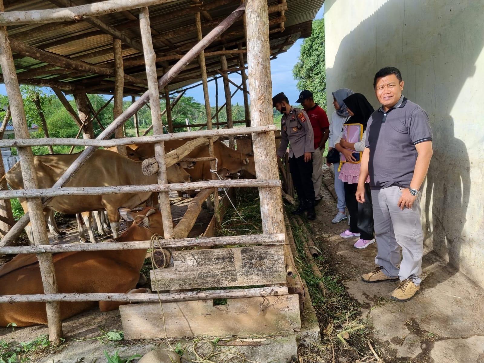 50 Sapi di Rejang Lebong Dilaporkan Terjangkit PMK, Peternak Diminta Tak Panik