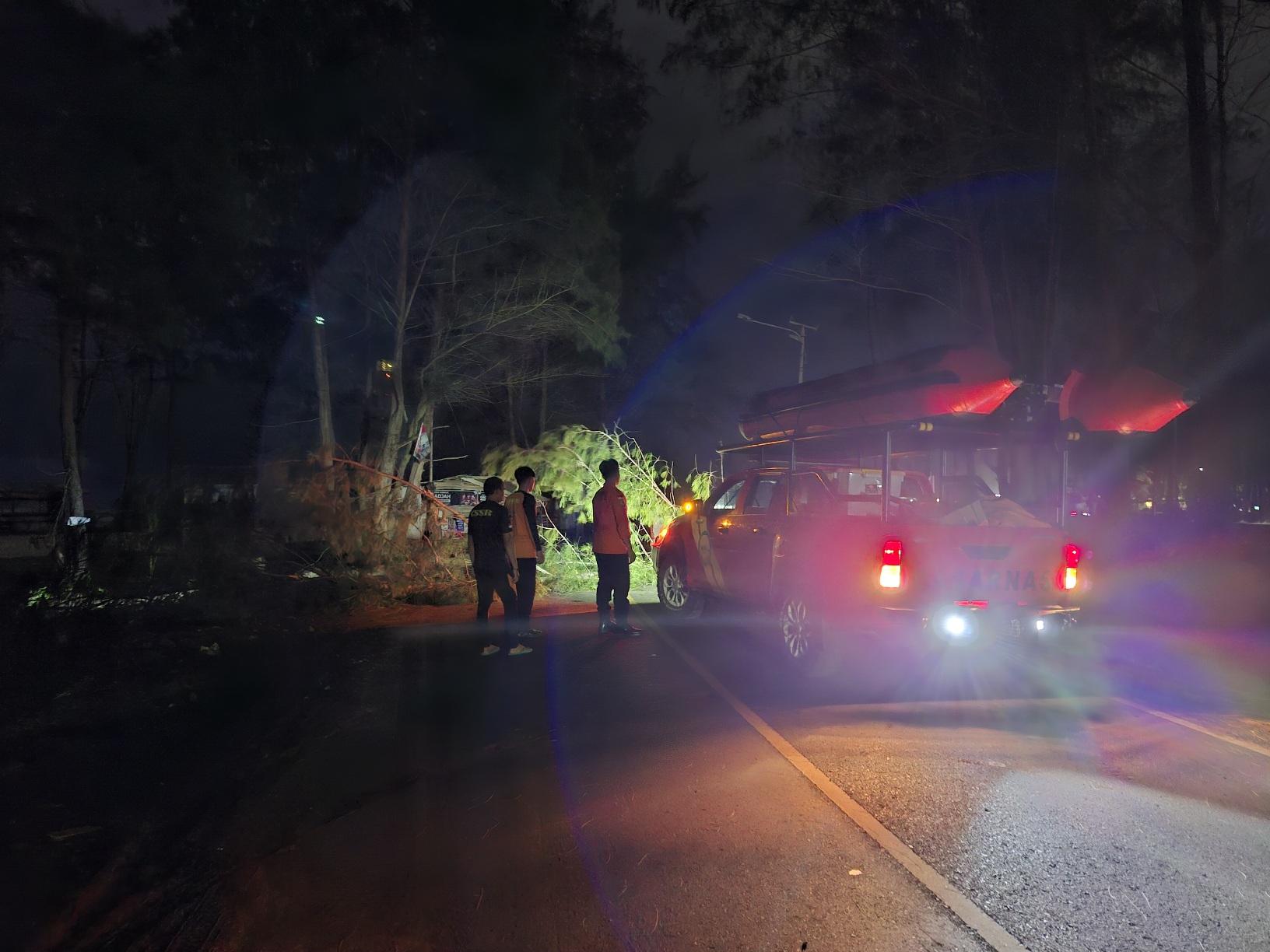 Pohon Tumbang di Pantai Berkas Kota Bengkulu, Arus Lalu Lintas Sempat Tersendat - Tribunbengkulu.com