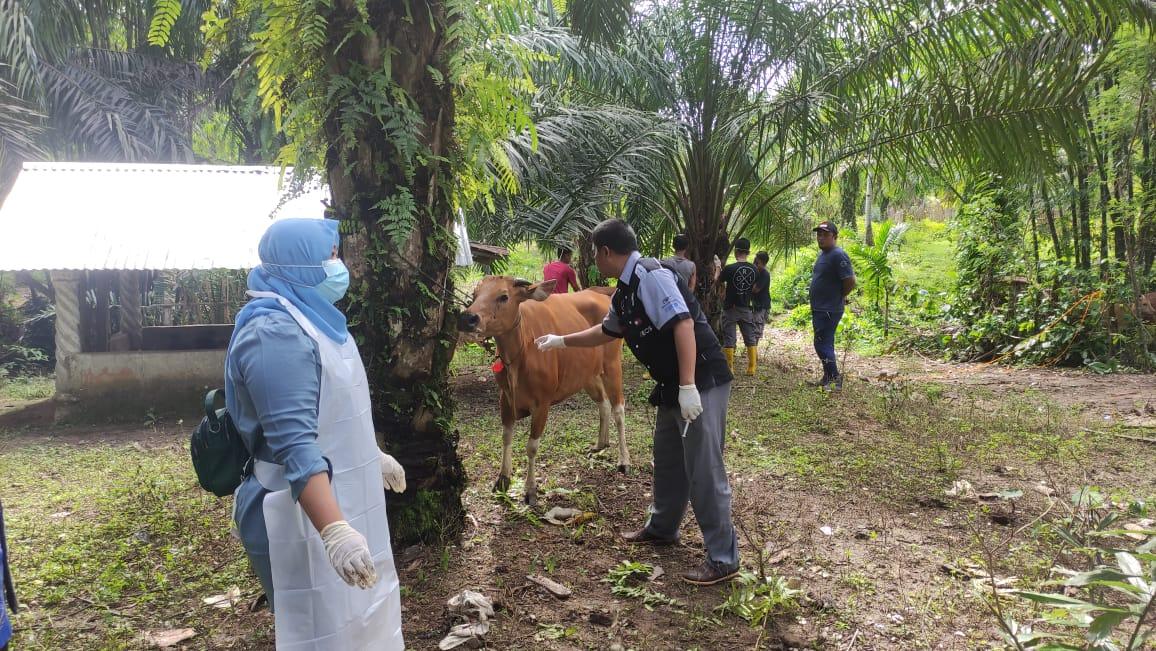 Hewan Ternak Warga Bengkulu Selatan Miliki Gejala PMK, 7 Sampel Dikirim ke Balai Veteriner Lampung