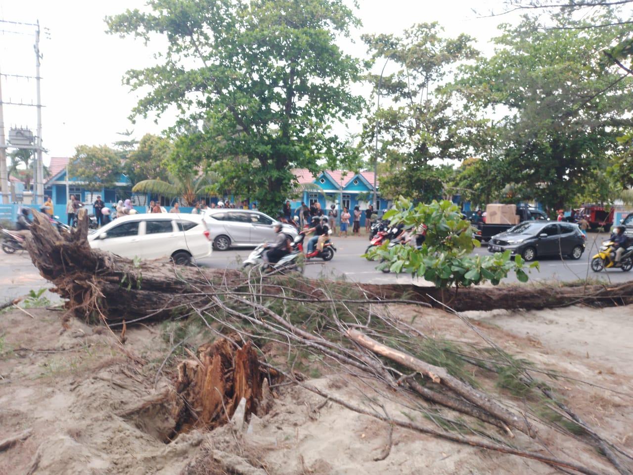 'Wewenang Pemprov', Pohon Tumbang di Pantai Panjang Bengkulu Renggut Nyawa Pengendara Motor
