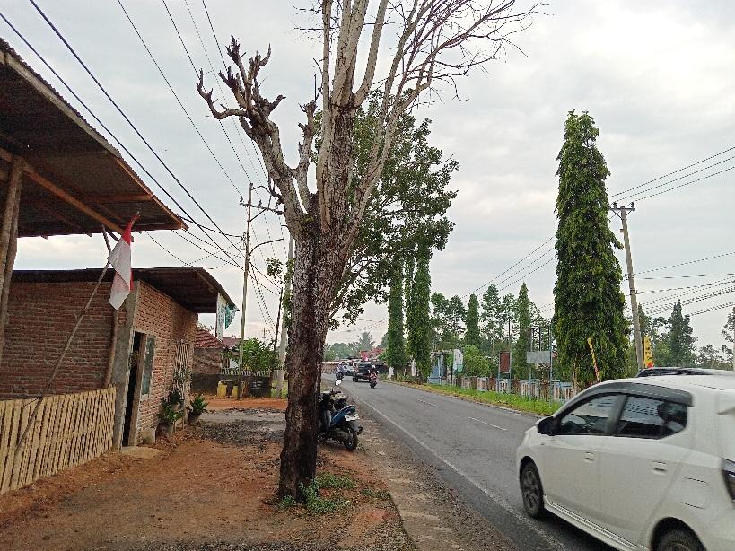 Pohon-pelindung-mati-di-Jalan-Irian-Kota-Bengkulu-Minggu-482024.jpg