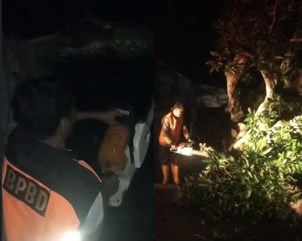 Pohon-tumbang-di-Bs-akibat-hujan-dan-angin-kencang.jpg