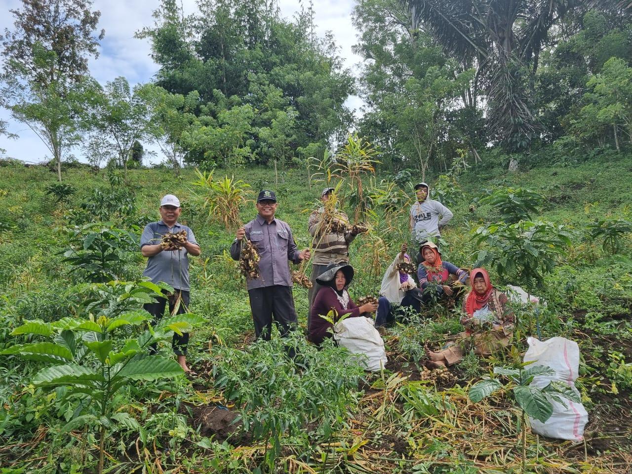 Produksi Jahe Tanaman Biofarmaka di Rejang Lebong Capai 150 Ton