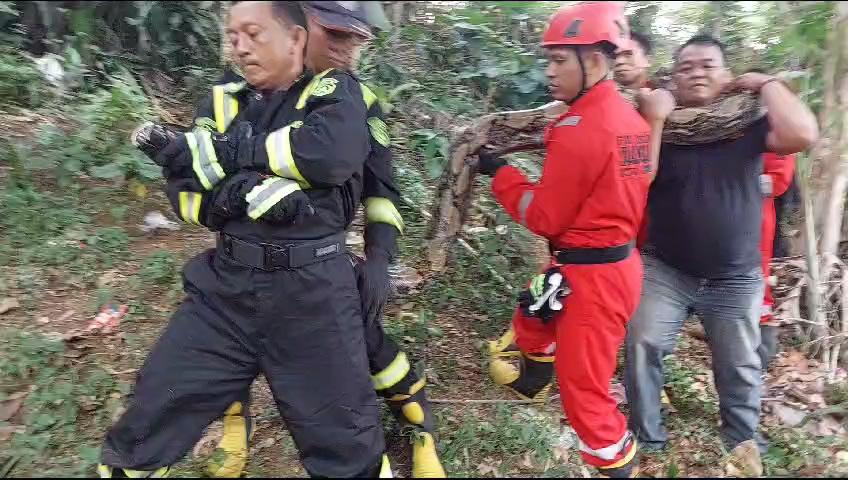 Proses-evakuasi-ular-piton-di-Kota-Bengkulu.jpg