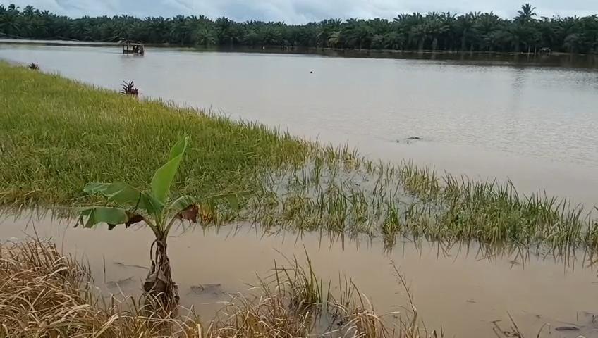 Ratusan Hektare Sawah Terendam Banjir, Petani Desa Srikuncoro Bengkulu Tengah Gagal Panen