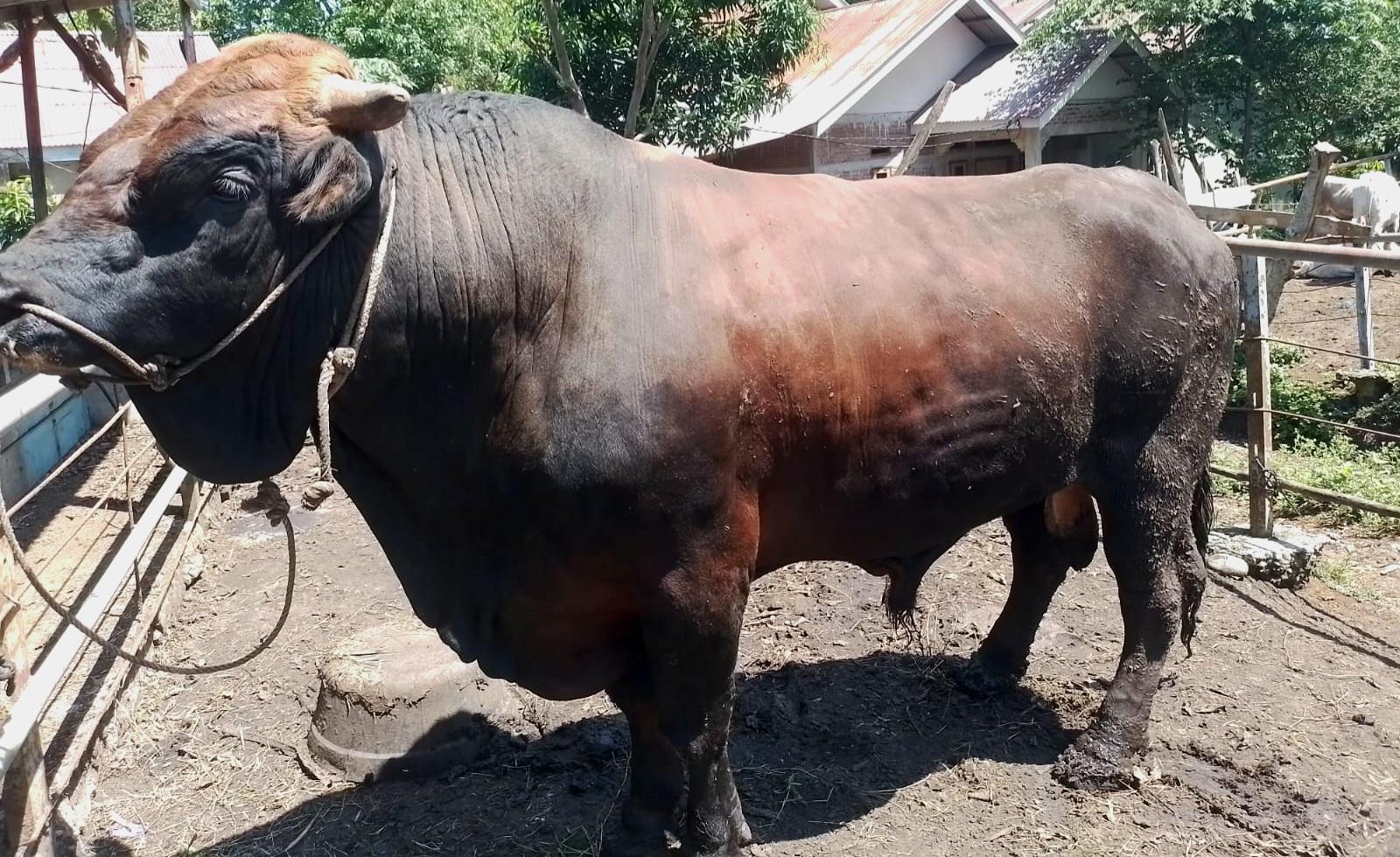 Sapi-Dragon-Milik-Peternak-Bengkulu-Tengah-Dibeli-Presiden-Prabowo-untuk-Kurban.jpg
