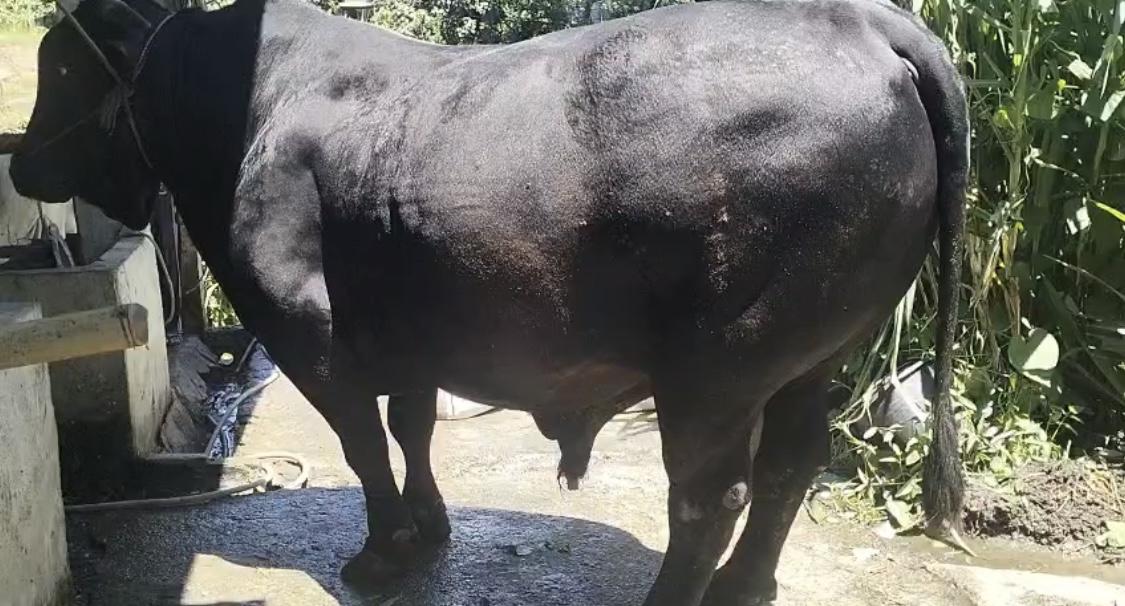 Sapi-Kurban-Presiden-BS-Terbaru.jpg