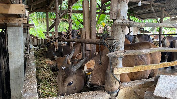 Harga Sapi Kurban Tembus Rp25 Juta, Pedagang di Bengkulu Tetap Kebanjiran Pembeli