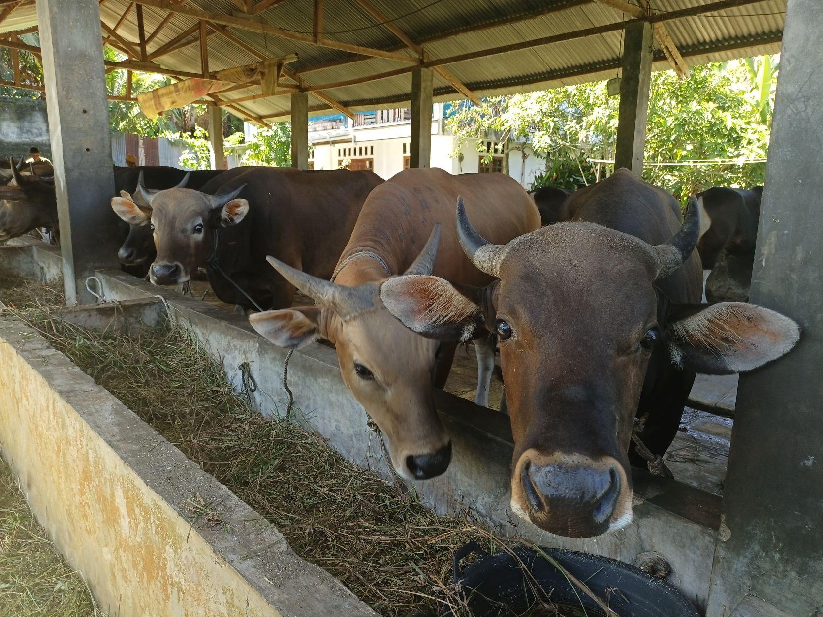 Wabah PMK di Bengkulu Kembali Bertambah, Sudah 4 Kabupaten di Provinsi Bengkulu Terjangkit Wabah PMK