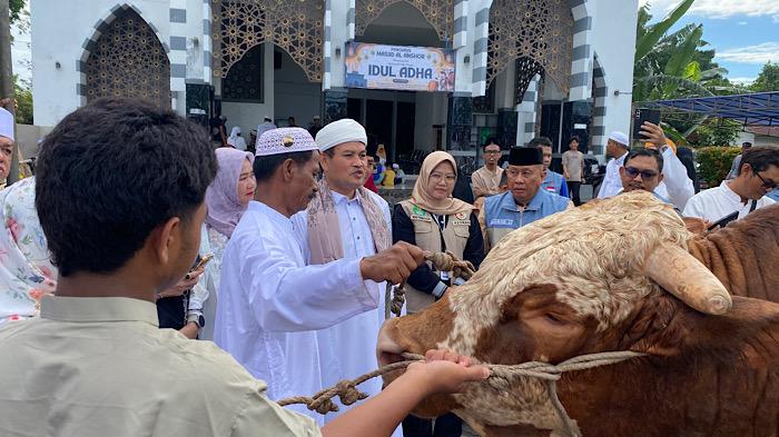 11 Ekor Sapi Kurban Bantuan Presiden Prabowo untuk Bengkulu, Terberat 1,1 Ton dari Mukomuko