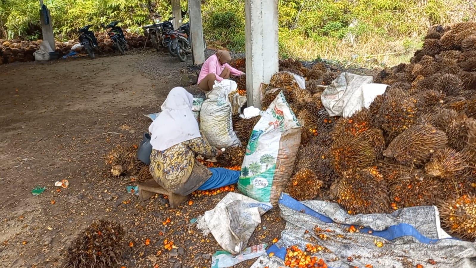 Pabrik Sawit di Seluma Bengkulu Hari Ini Mulai Tutup, Selasa 25 April Kembali Beroperasi