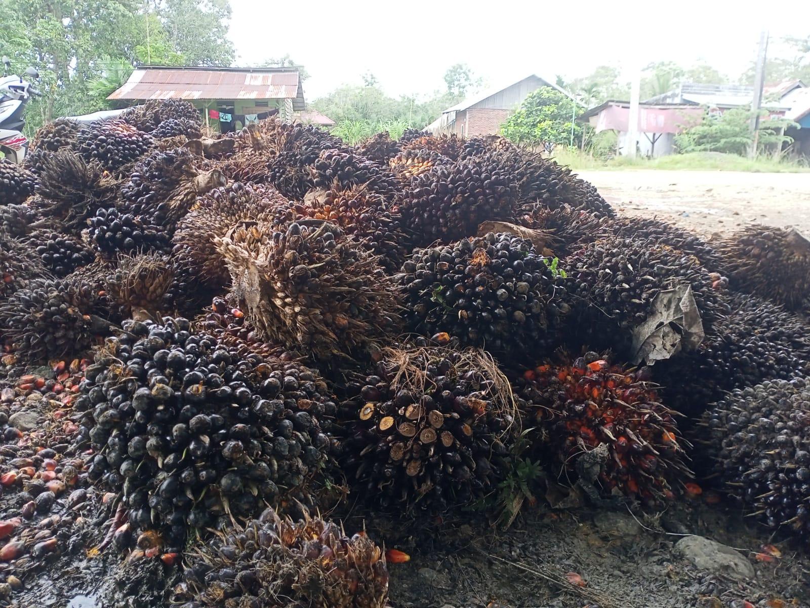 Sawit637388.jpg