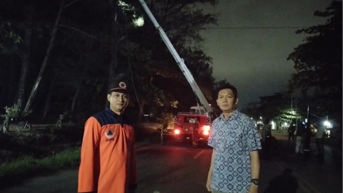 Pasca Pohon Tumbang Memakan Korban, Pemprov Bengkulu Baru Tebang Pohon Berpotensi Roboh