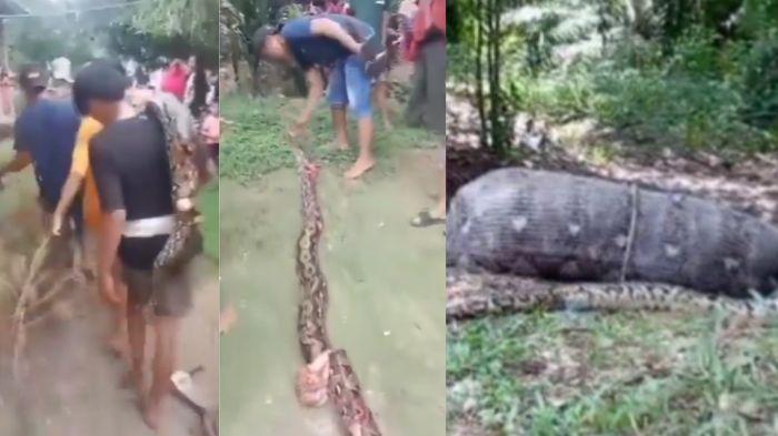 Sosok-Nenek-74-Tahun-di-Palopo-Tewas-Ditelan-Ular-Piton-45-Meter-Korban-Berlumuran-Darah.jpg