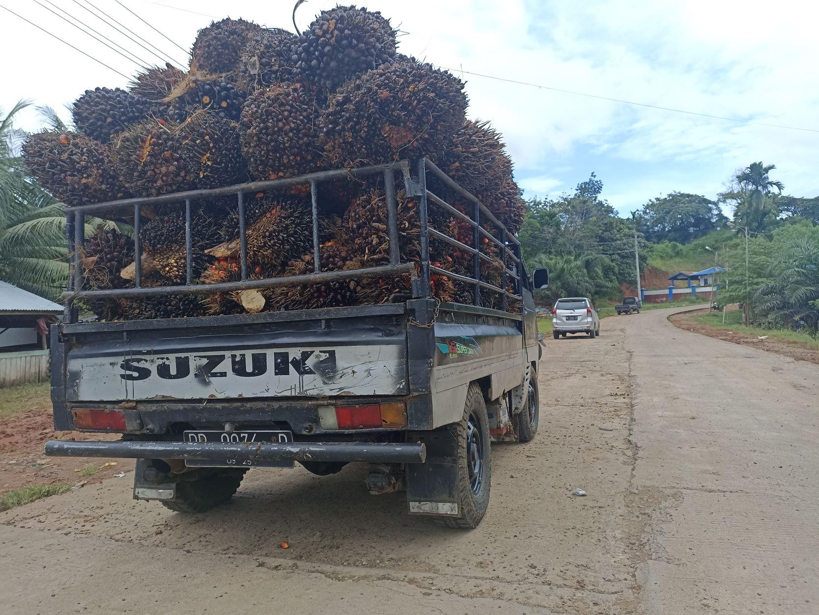 Harga TBS Sawit di Bengkulu Tengah Naik Rp 100, Tertinggi Sentuh Harga Rp 1.930 per Kilogram