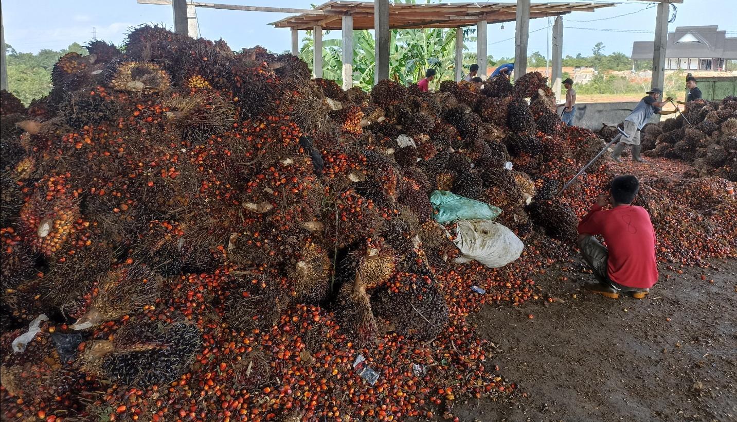 TBS-Sawit-Jan2023.jpg