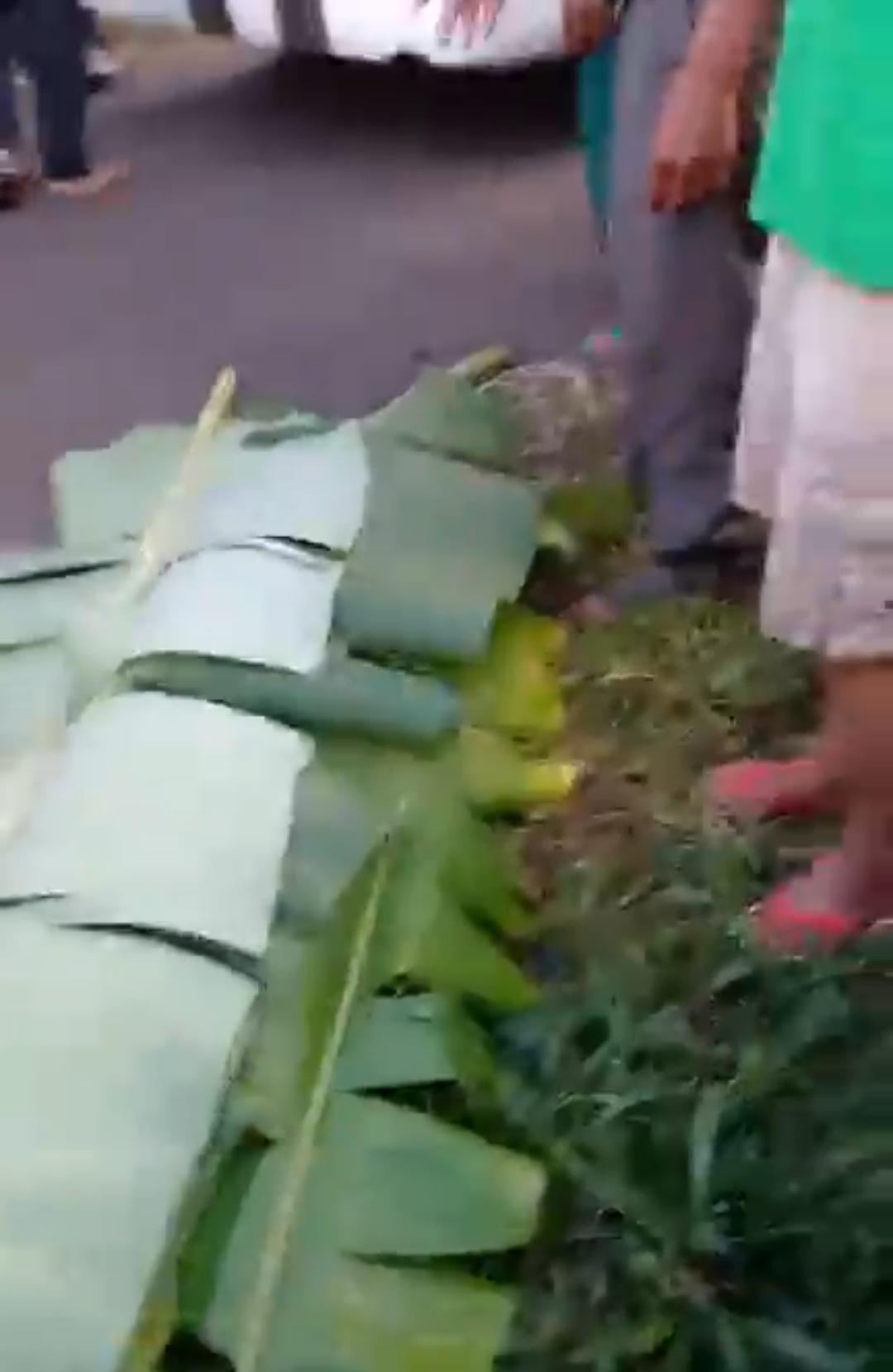 BREAKING NEWS : Warga Baru Manis Rejang Lebong Tewas Tertimpa Pohon