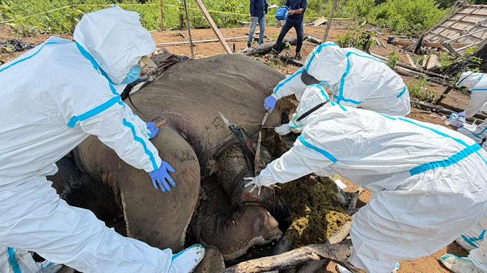 Tim-gabungan-dan-dokter-hewan-saat-memeriksa-gajah-yang-mati.jpg