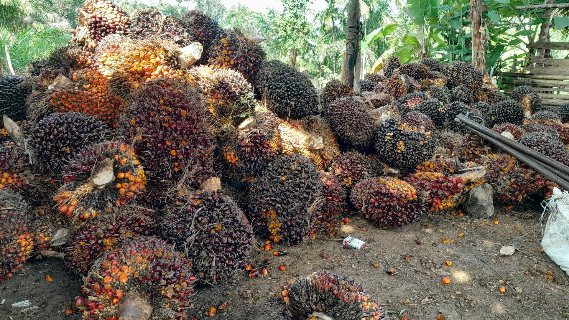 Harga TBS Sawit Bengkulu Turun, Truk Sawit Sempat Antre 2 Hari di Pabrik