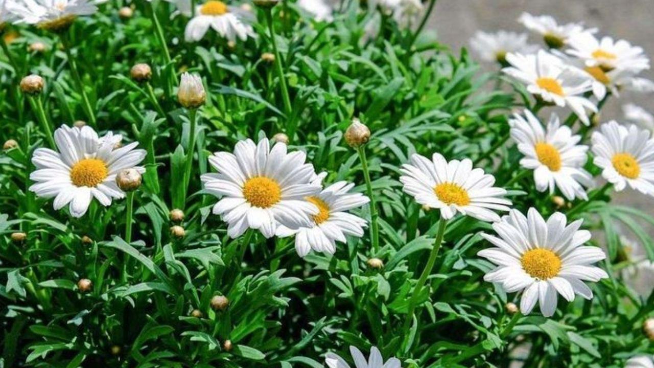 bunga-daisy-34646.jpg