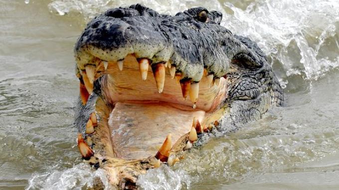 Kakek 60 Tahun di Sultra Tewas Diterkam Buaya, Jasad Korban Ditemukan Masih di Mulut Sang Predator