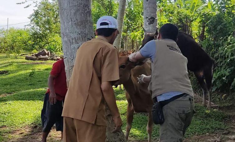 UPDATE Wabah PMK di Bengkulu Selatan, Total 212 Ternak Terpapar PMK dan 1 Ekor Mati