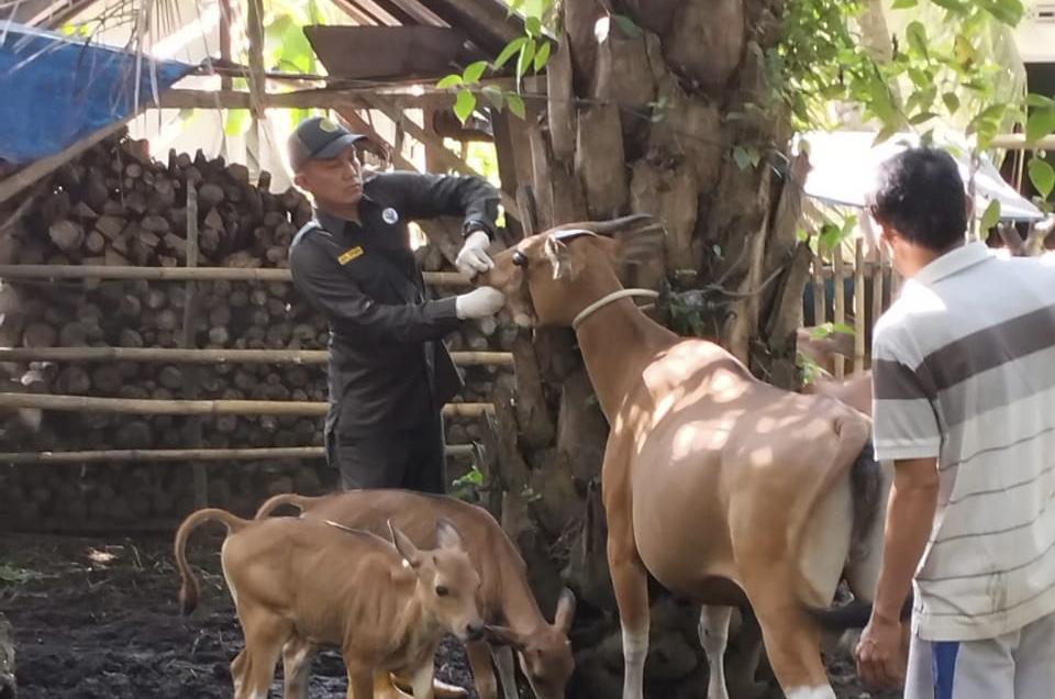 20 Ekor Sapi dan Kerbau Warga Bengkulu Selatan Kembali Terpapar Wabah PMK