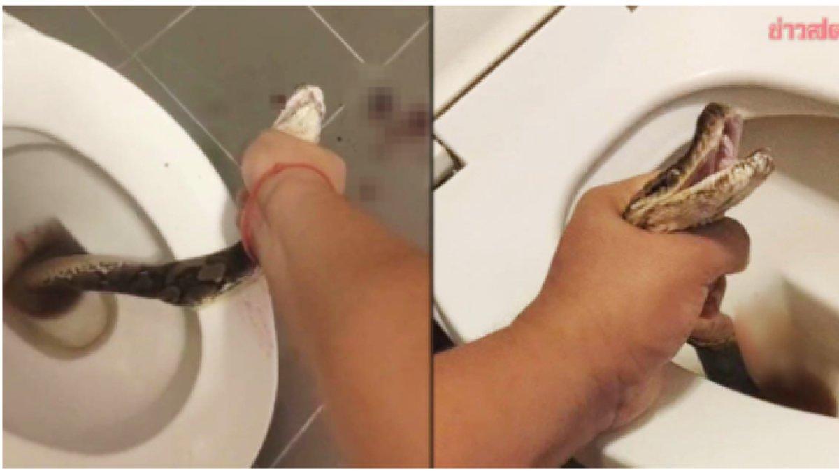 ular-muncul-dari-closet-toilet-dan-menggigit-alat-vital.jpg
