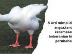 5-Arti-Mimpi-Dikejar-Angsa-tanda-kecemasan-Keberanian-hingga-Perubahan.jpg