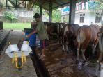 5-ekor-sapi-di-Kepahiang-terjangkit-Wabah-PMK.jpg