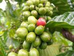 Buah-kopi-di-kebun-petani-di-Kepahiang-Bengkulu.jpg