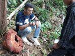 Bunga-Rafflesia-8-Kelopak.jpg