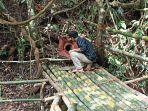 Bunga-Rafflesia-Arnoldi-Berkelopak-6-mekar-di-Tepi-Sungai-Ketapang-Kepahiang.jpg