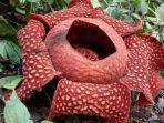 Bunga-Rafflesia-Arnoldi.jpg