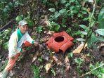 Bunga-Rafflesia-arnoldi-selebar-70-centimeter-mekar-di-pinggir-jalan-lintas-Kepahiang-Bengkulu.jpg