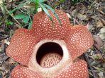 Bunga-Rafflesia.jpg
