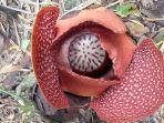 Bunga-rafflesia-2-27-jan-2204.jpg