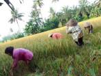 Harga-gabah-kering-di-Selumaa.jpg