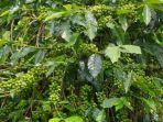 Harga-kopi-curup-mahal.jpg
