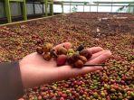 Harga-kopi-di-Kepahiang-Bengkulu-kini-ada-di-Rp-63-ribu.jpg
