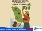 Ilustrasi-daerah-penghasil-jengkol-di-Bengkulu.jpg