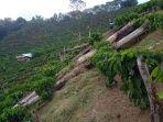 Kebun-kopi-Seluma.jpg