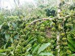 Kopi-curup-10-februari-2025.jpg