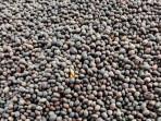 Kopi-curup-5-agustus.jpg
