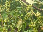 Kopi-curup.jpg