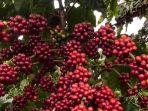 Kopi-di-RL.jpg