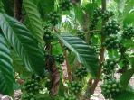 Kopi-masih-hijau-curup-1-Feb.jpg