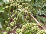 Kopi-masih-hijau.jpg