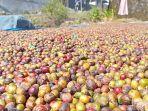 Kopi-petani-di-Kepahiang-Bengkulu-dijemur.jpg