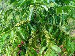 Kopi-seluma.jpg